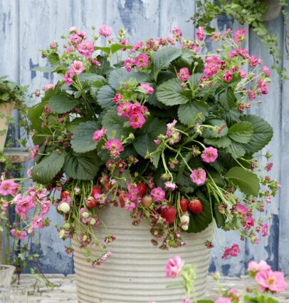 Zemene 'Summer Breeze Rose'  (pieejams no jūnija)